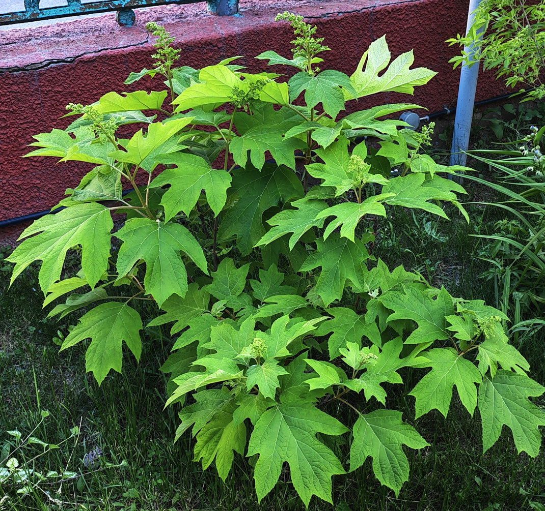Изображение особи Hydrangea quercifolia.