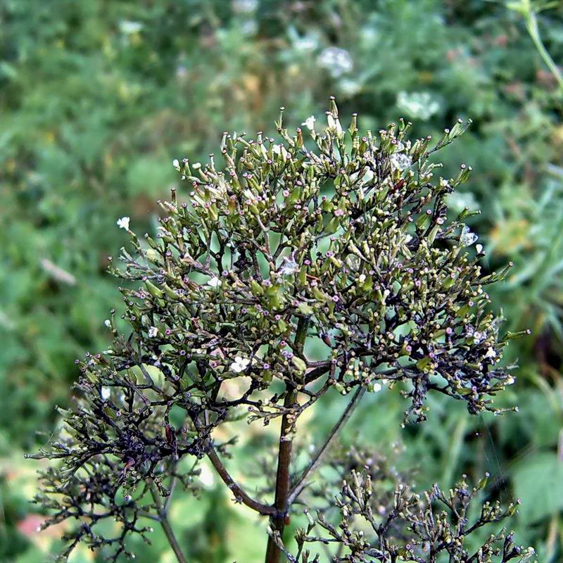 Image of Valeriana wolgensis specimen.