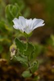 Cerastium undulatifolium