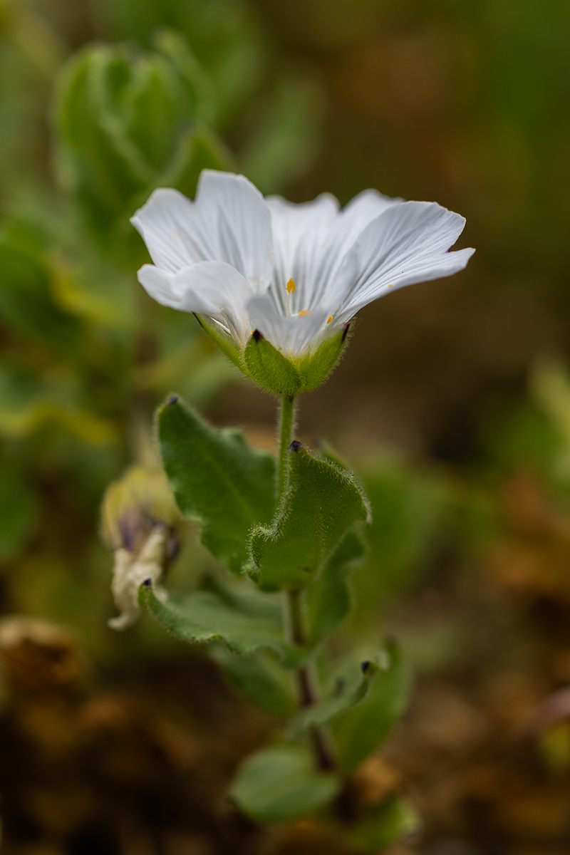 Изображение особи Cerastium undulatifolium.