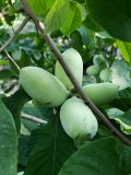 Asimina triloba. Часть с созревающими плодами. Волгоград, Красноармейский р-н, частная усадьба. 10.09.2026.