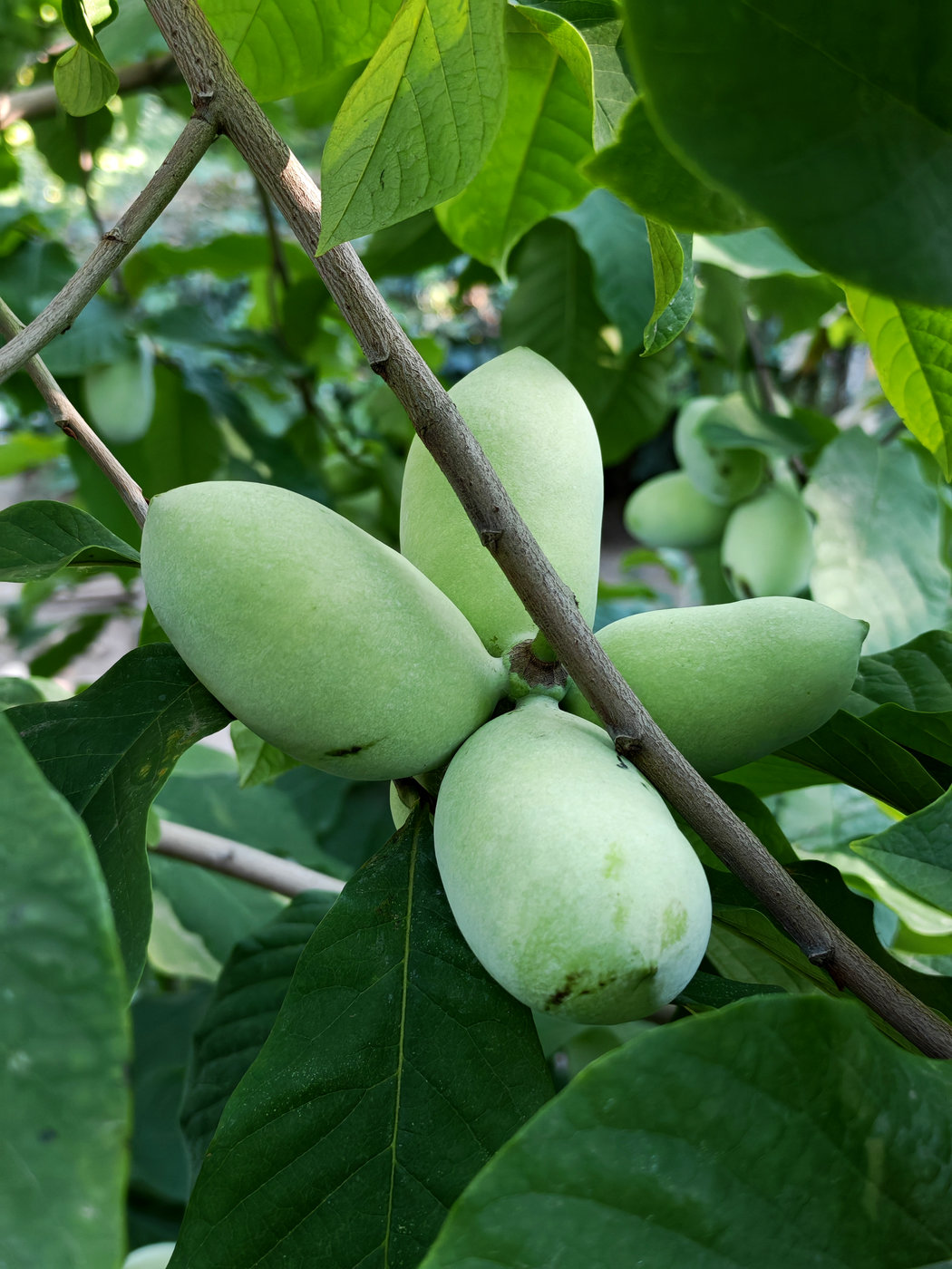 Изображение особи Asimina triloba.