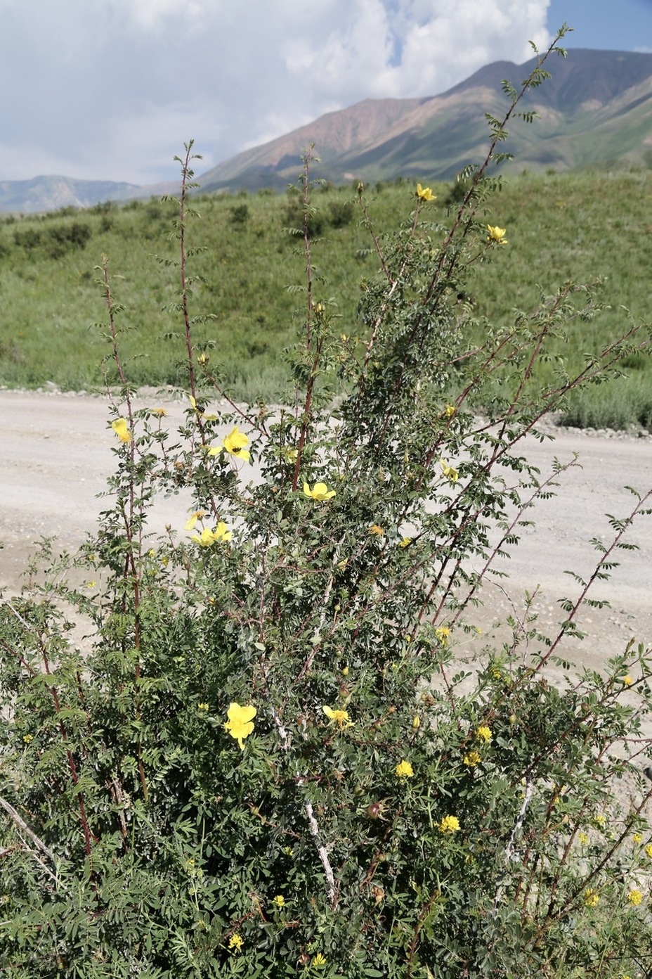 Image of Rosa platyacantha specimen.