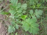 Geum aleppicum