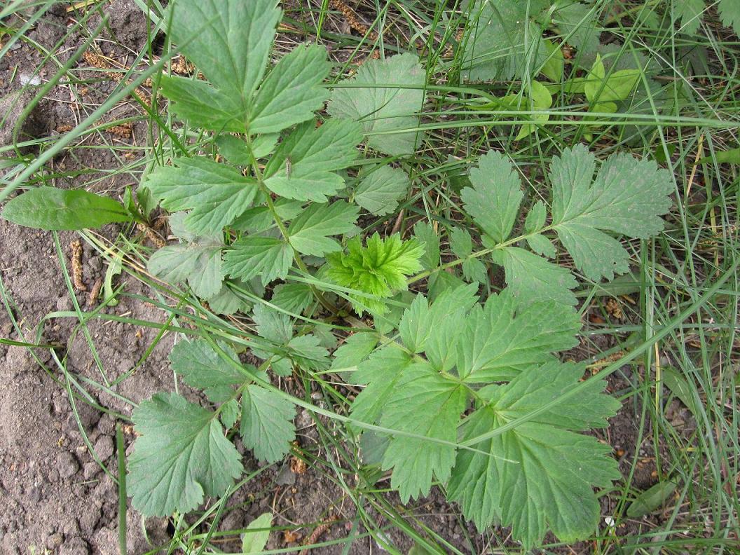 Изображение особи Geum aleppicum.