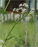 Anthriscus sylvestris. Часть соцветия. Чувашия, окр. г. Шумерля, ст. Кумашка, ж.-д. насыпь. 31 мая 2011 г.