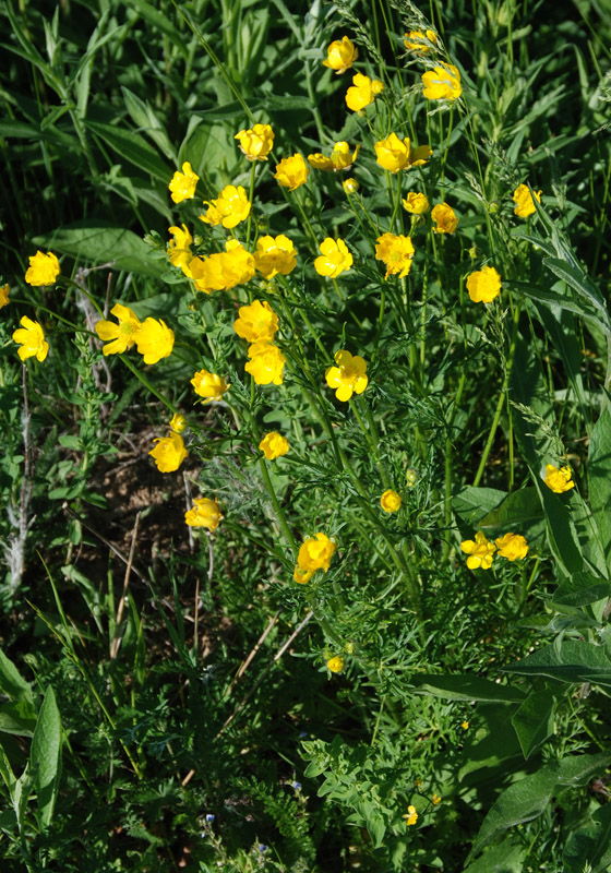 Изображение особи Ranunculus polyanthemos.