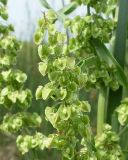 Rumex crispus. Верхняя часть соплодия. Ростовская обл., Азовский р-н, дельта Дона, окр. хутора Узяк, на берегу ерика. 12 июня 2011 г.