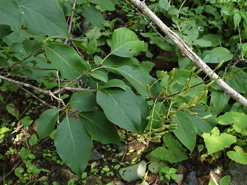 Image of Syringa amurensis specimen.