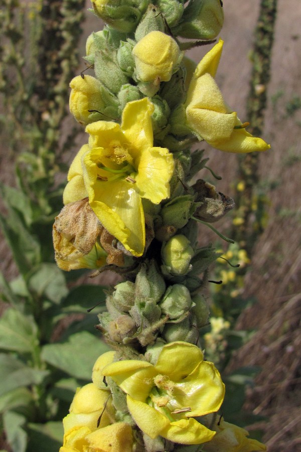 Image of Verbascum densiflorum specimen.
