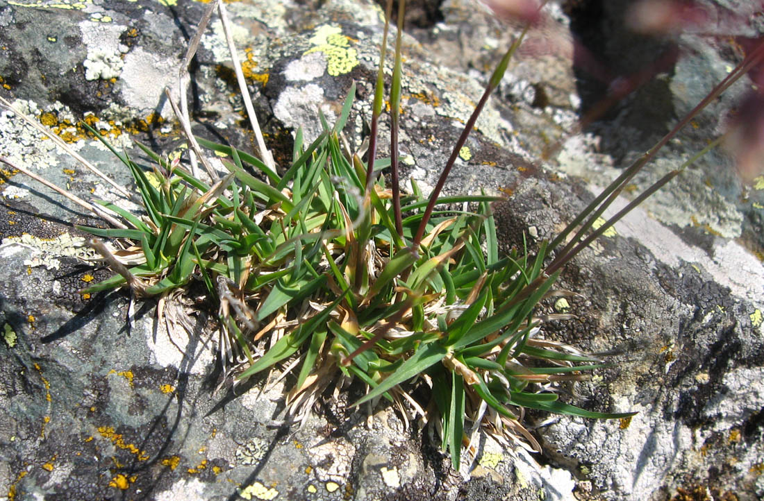 Image of Hyalopoa pontica specimen.