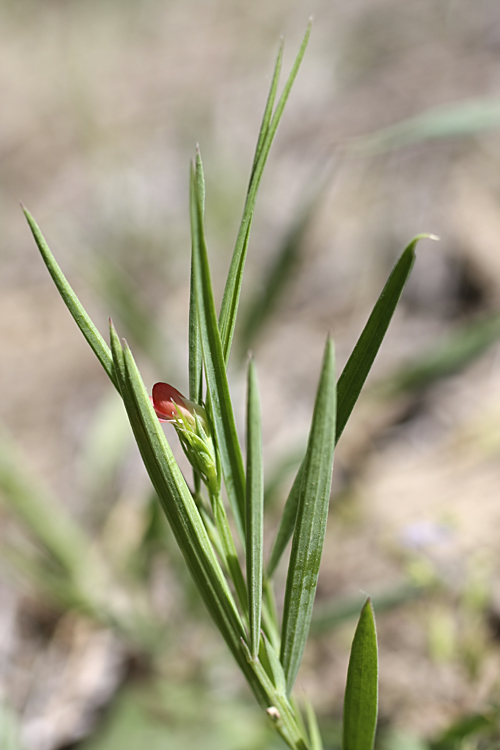 Изображение особи Lathyrus sphaericus.