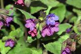 Pulmonaria obscura. Соцветие. Московская обл., Раменский р-н, Хрипань, дачный участок. 13.05.2007.