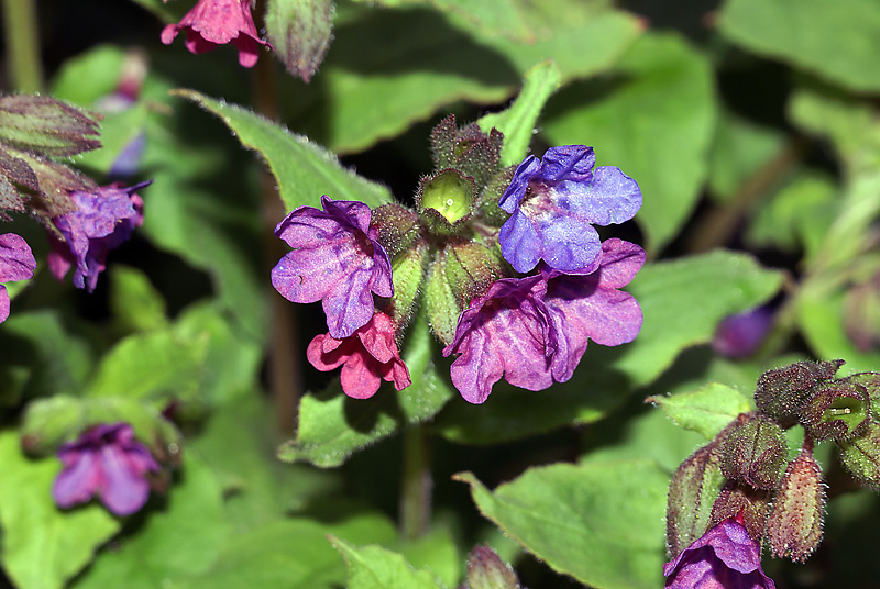 Изображение особи Pulmonaria obscura.