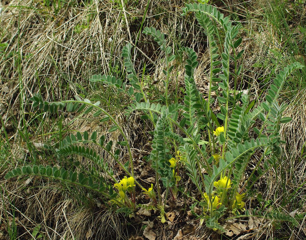 Image of Astragalus anisomerus specimen.