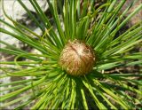Asphodeline taurica