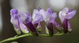 Vicia villosa
