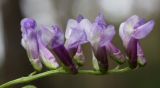 Vicia villosa. Соцветие. Украина, Днепропетровская обл., Павлоградский р-н, окр. с. Кочерёжки, приопушечная часть сосняка. 13.07.2010.