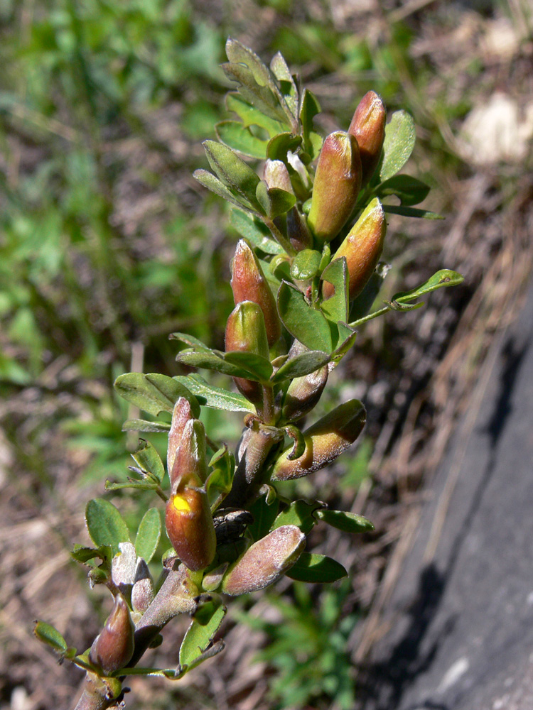 Изображение особи Chamaecytisus ruthenicus.