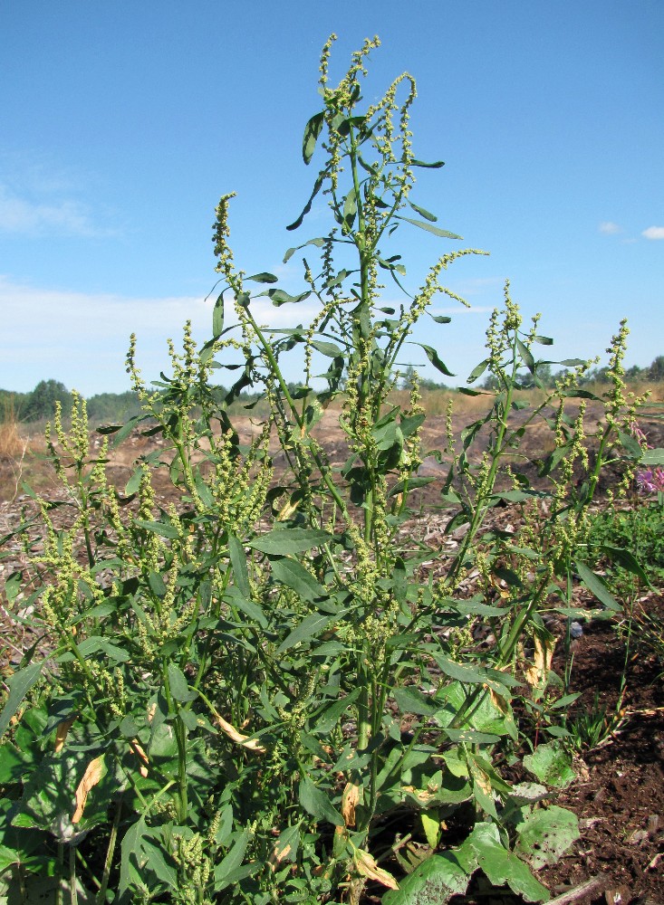 Image of genus Atriplex specimen.