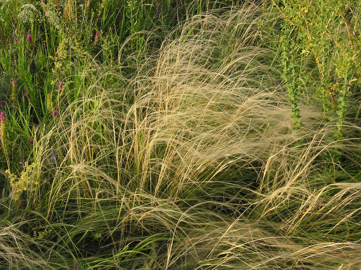 Image of Stipa tirsa specimen.