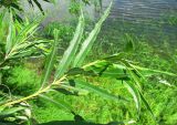 Salix viminalis. Верхушки побегов. Нижегородская обл., Кстовский р-н, по урезу воды р. Кудьма. 14.07.2011.
