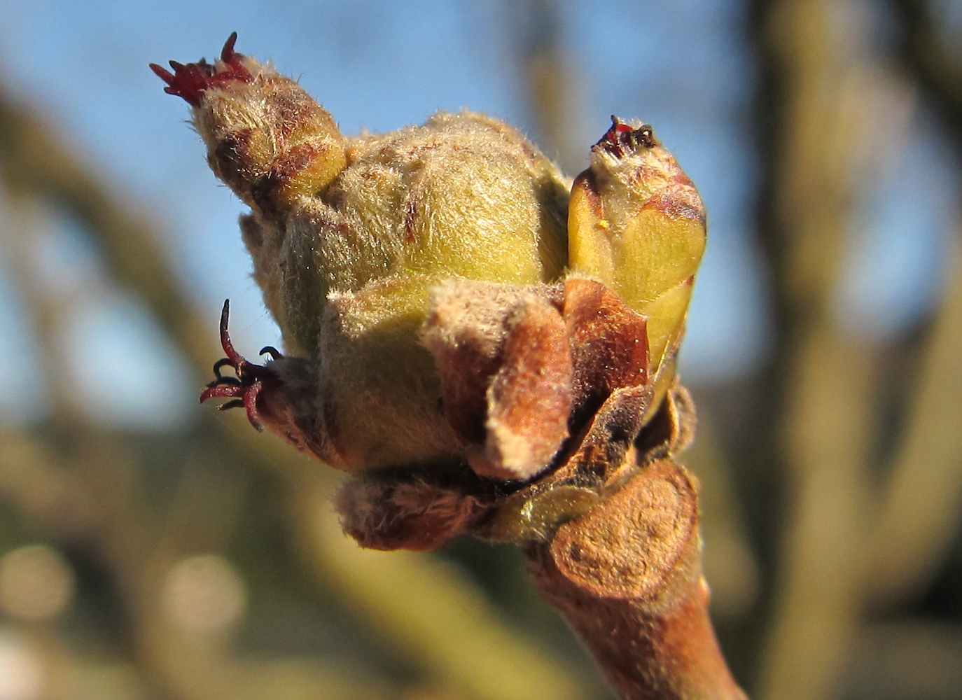 Изображение особи Corylus avellana.