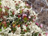 Loiseleuria procumbens. Цветущие и плодоносящие растения среди лишайникового покрова. Мурманская обл., Кандалакшский р-н, окр. пос. Лувеньга, южный склон гор Лувеньгские Тундры, тундровый пояс, 350 м н.у.м. 01.07.2010.