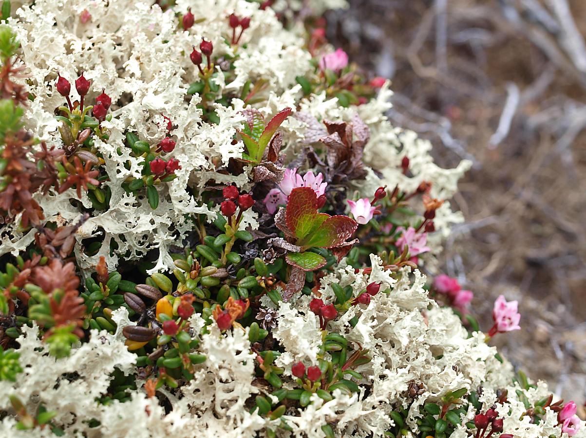 Изображение особи Loiseleuria procumbens.