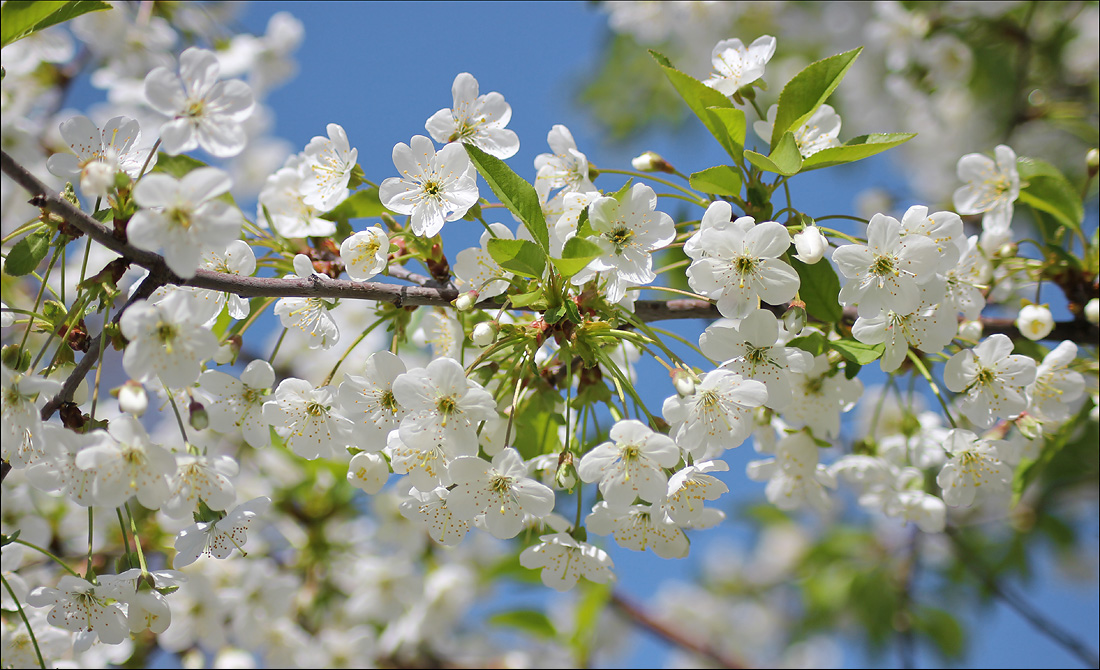 Изображение особи Cerasus vulgaris.