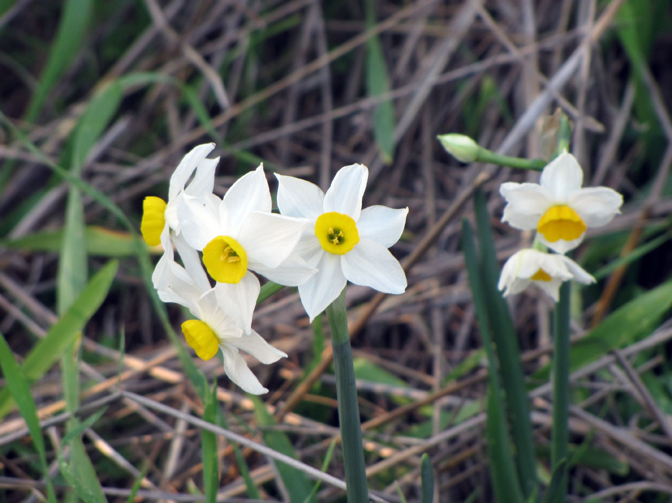 Image of Narcissus tazetta specimen.