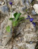 Viola hirta. Извлечённое из земли цветущее растение. Испания, Страна Басков, Арратия, природный парк Горбейа, массив Ичина. Начало мая 2012 г.