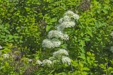 Spiraea media