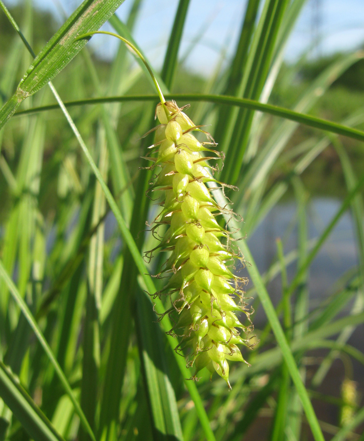 Изображение особи Carex vesicaria.