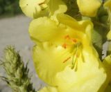 Verbascum phlomoides. Цветок. Черноморское побережье Кавказа, щель Прасковеевская, обочина дороги в ущелье. 10.06.2012.