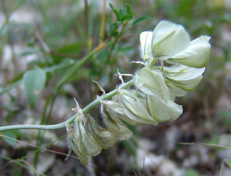 Изображение особи Hedysarum daghestanicum.