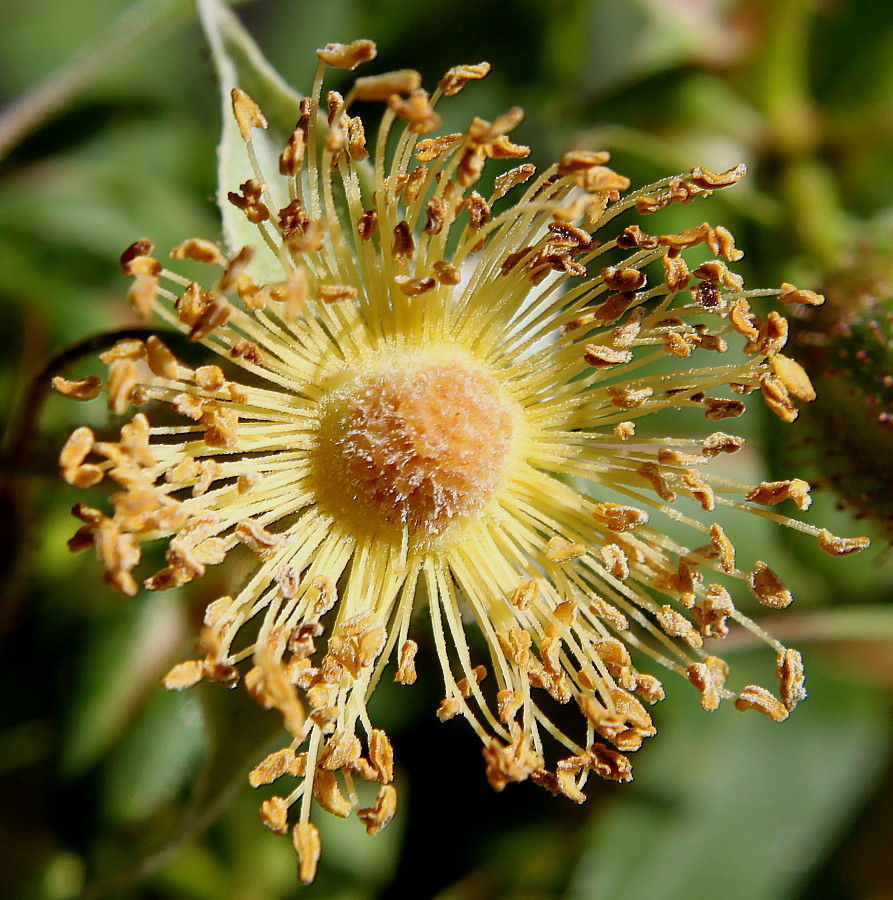 Image of Rosa carolina specimen.