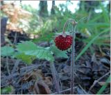 Fragaria vesca. Побег со спелым плодом. Чувашия, окр. г. Шумерля, полянка возле ГНС. 23 июня 2012 г.