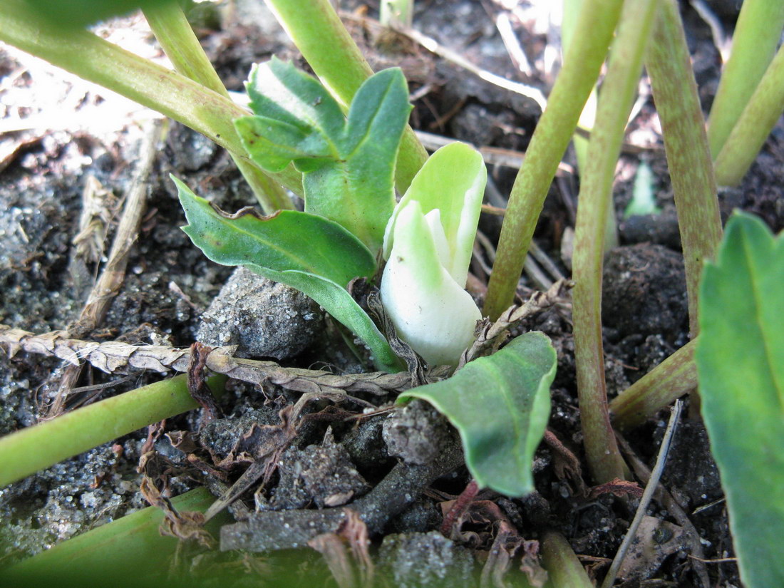 Изображение особи Helleborus niger.