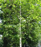 genus Betula