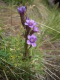 Gentianella biebersteinii