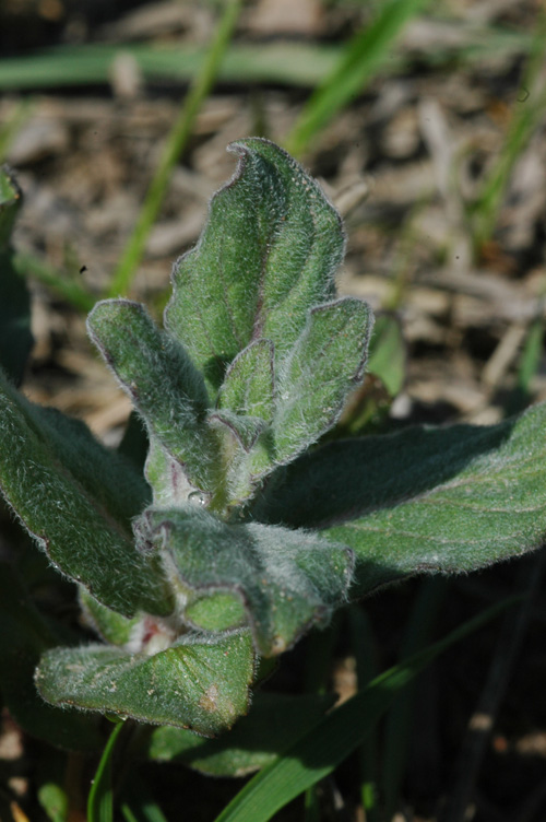 Image of Mentha asiatica specimen.