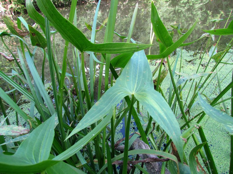 Image of Sagittaria sagittifolia specimen.