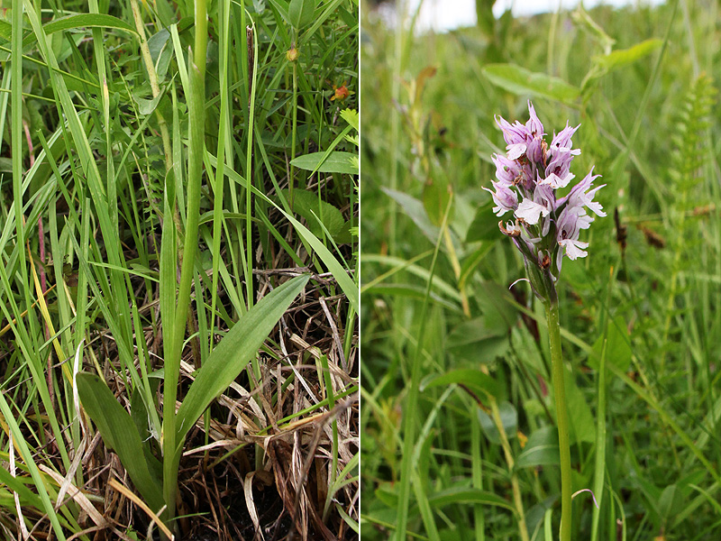 Изображение особи Neotinea tridentata.