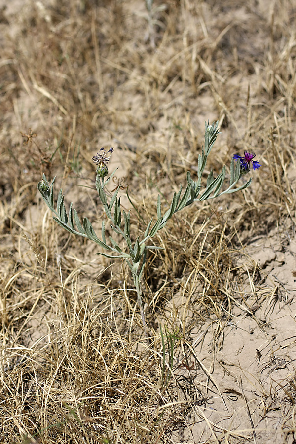 Image of Centaurea depressa specimen.