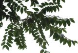 Ailanthus altissima. Ветвь. Нидерланды, г. Venlo, \"Floriada 2012\". 11.09.2012.