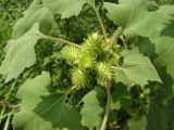 Xanthium strumarium