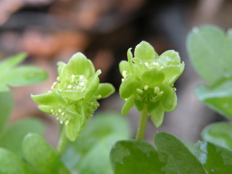 Изображение особи Adoxa moschatellina.