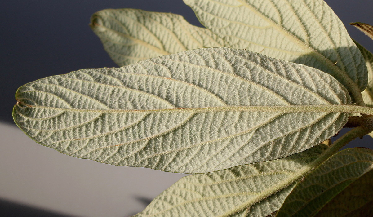 Image of Viburnum rhytidophyllum specimen.