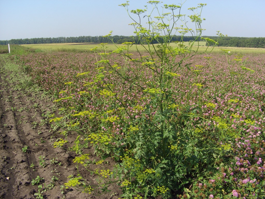 Изображение особи Pastinaca sylvestris.